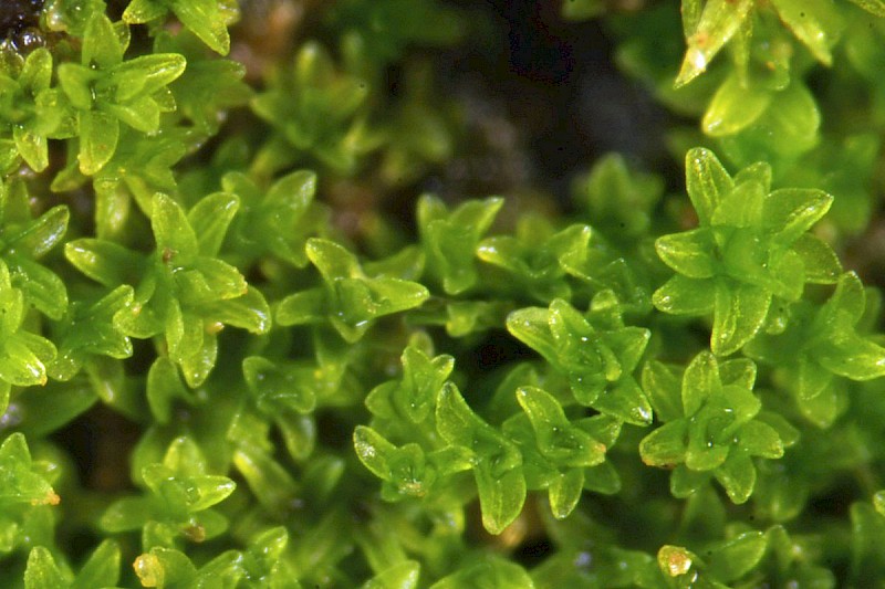 Gymnostomum viridulum - © Barry Stewart