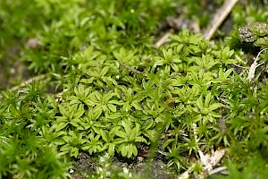 Leptodontium flexifolium Bent-leaved Beard-moss