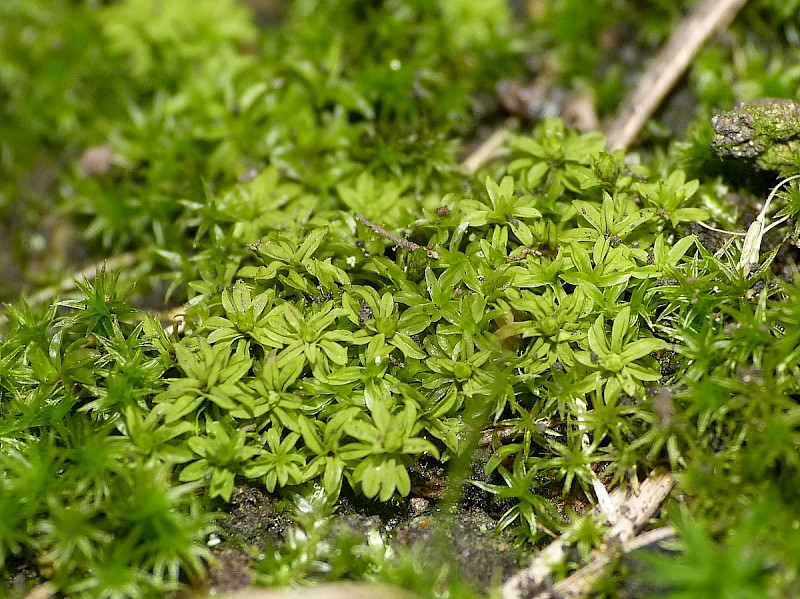 Leptodontium flexifolium - © George Tordoff