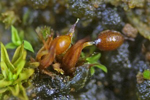 Microbryum curvicollum Swan-necked Earth-moss