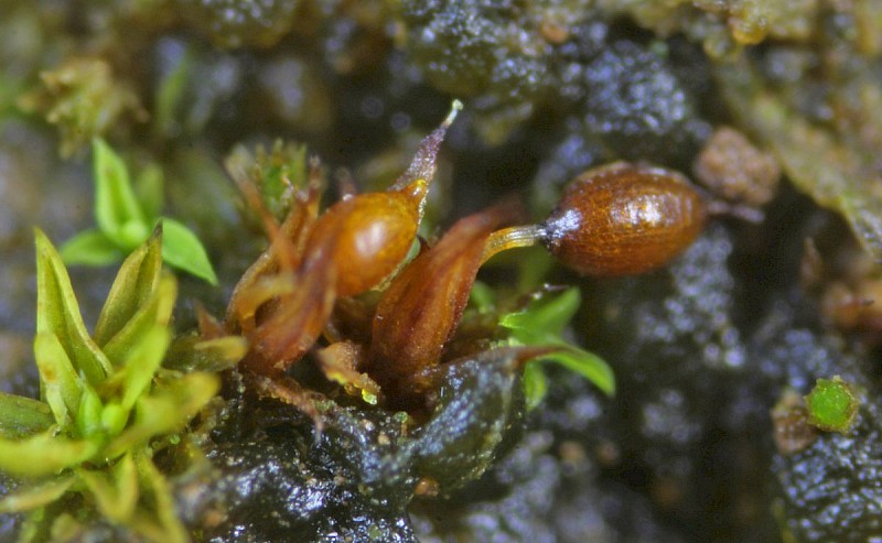 Microbryum curvicollum - © Barry Stewart