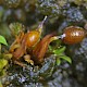 Microbryum curvicollum