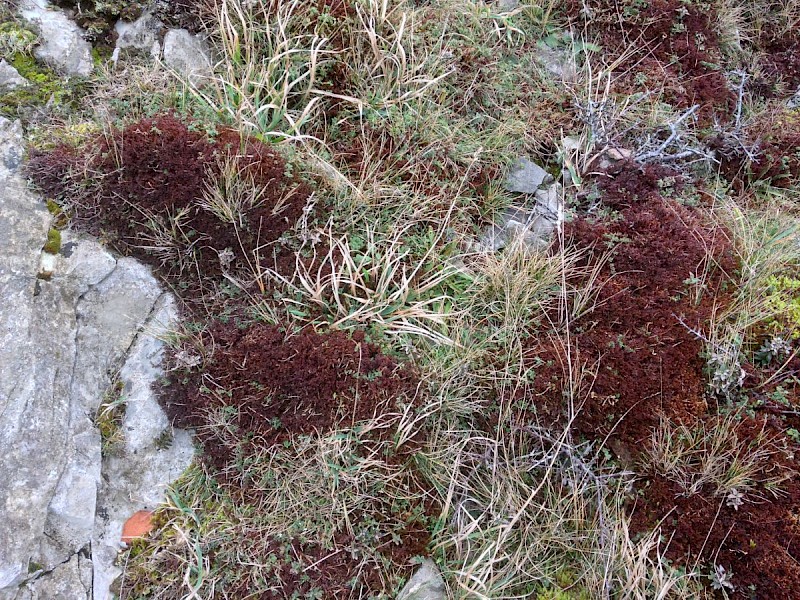 Frullania tamarisci - © Barry Stewart