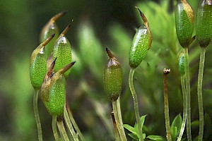 Microbryum davallianum Smallest Pottia