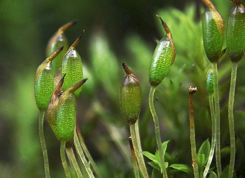 Microbryum davallianum - © Barry Stewart