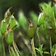 Microbryum davallianum