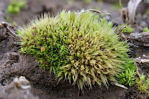 Tortula acaulon Cuspidate Earth-moss