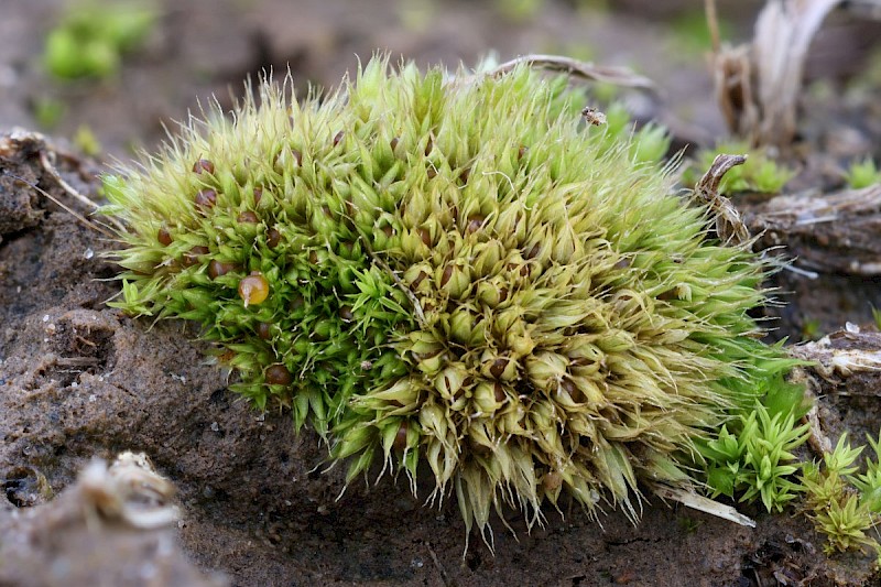 Tortula acaulon - © Barry Stewart