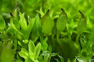 Tortula protobryoides Tall Pottia