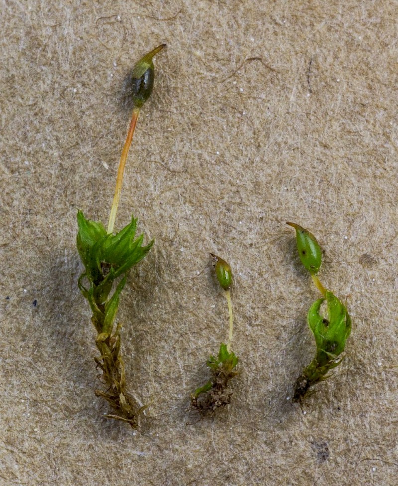 Microbryum davallianum - © Barry Stewart