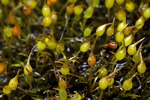 Weissia brachycarpa var. obliqua 