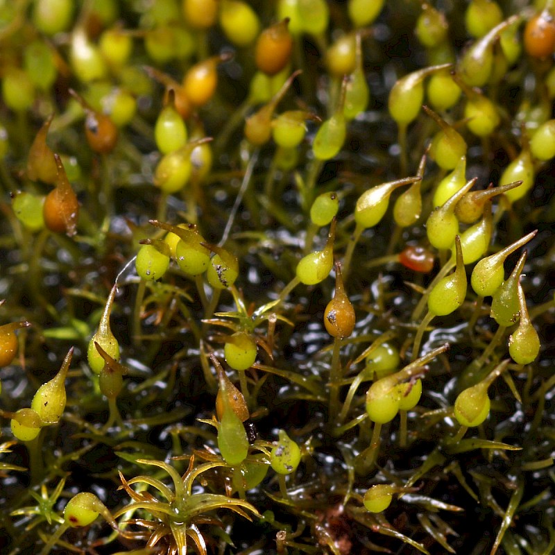 Weissia brachycarpa var. obliqua - © Barry Stewart