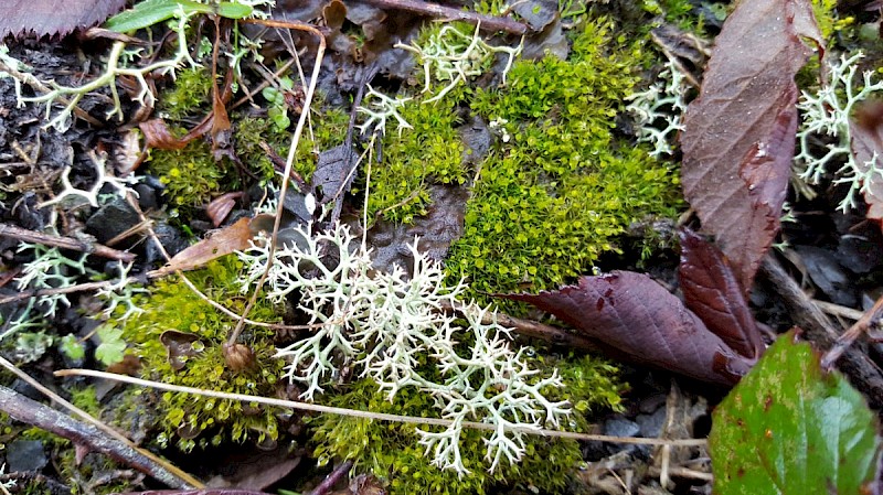 Weissia brachycarpa var. obliqua - © Barry Stewart