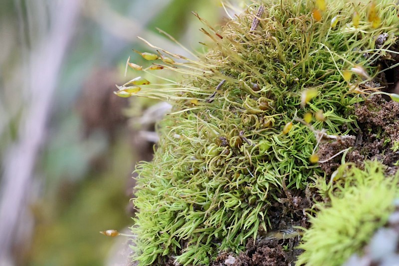 Weissia controversa var. crispata - © Barry Stewart