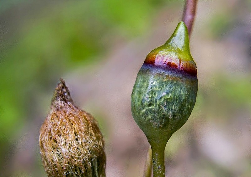 Pogonatum nanum - © Barry Stewart