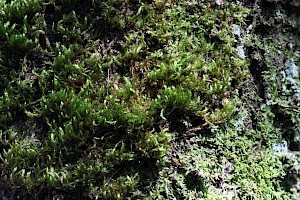 Pylaisia polyantha Many-flowered Leskea