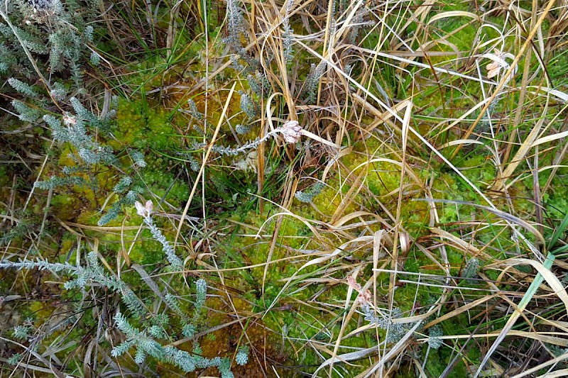 Sphagnum compactum - © Barry Stewart