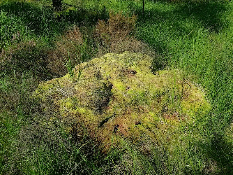 Sphagnum medium - © Joey Pickard