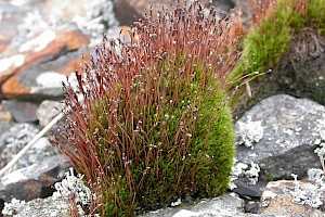 Tetraplodon mnioides Slender Cruet-moss