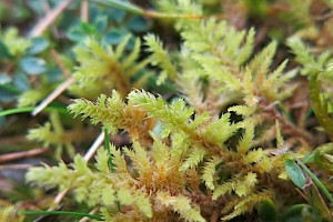 Abietinella abietina Fir Tamarisk-moss