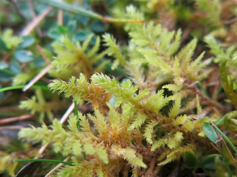 Abietinella abietina - © Sam Bosanquet