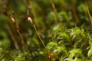 Dichodontium flavescens Yellowish Fork-moss