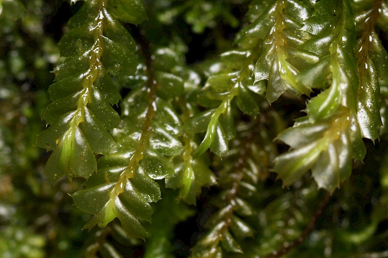 Plagiochila spinulosa - © Barry Stewart