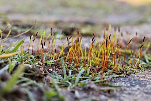 Aloina ambigua Tall Aloe-moss