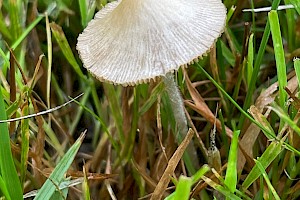 Bolbitiaceae