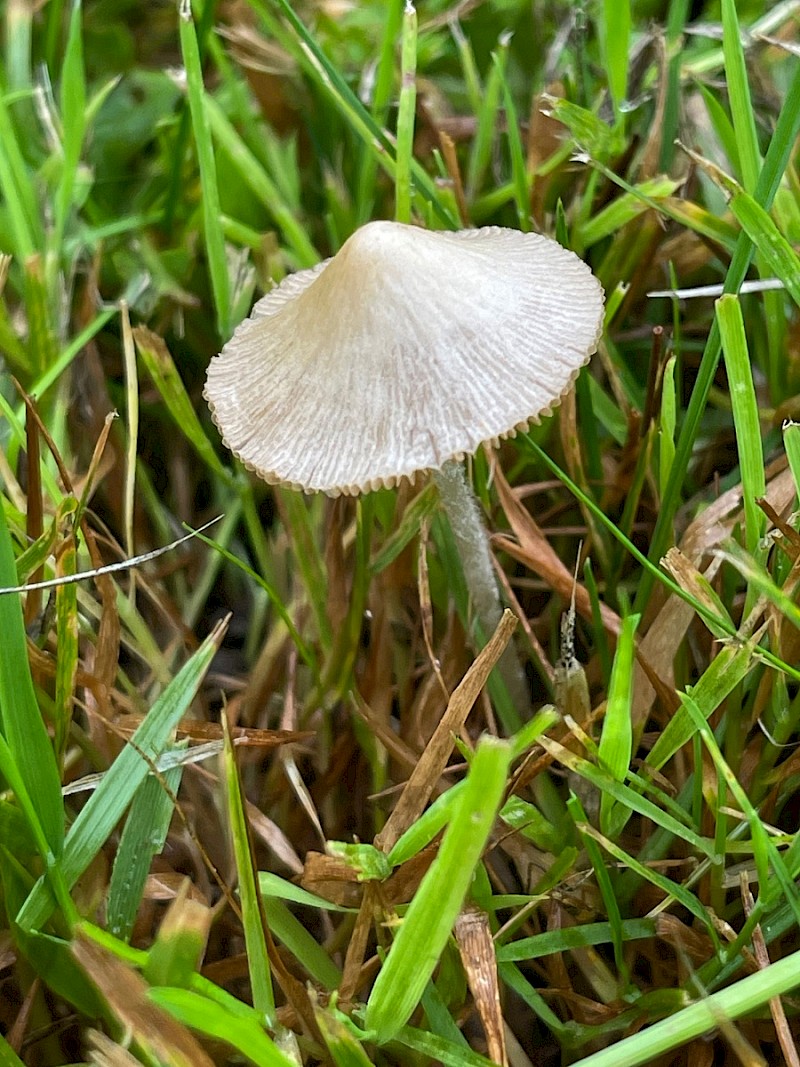 Conocybe tenera - © Charles Hipkin