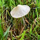 Conocybe tenera