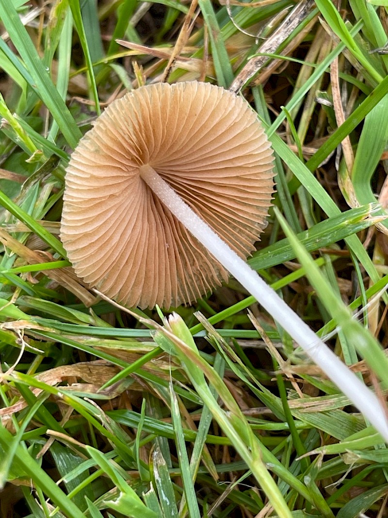 Conocybe tenera - © Charles Hipkin