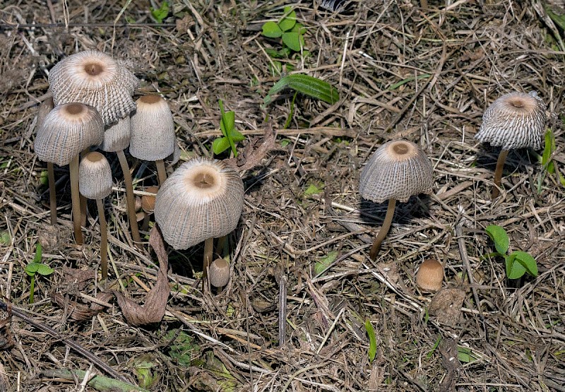 Parasola plicatilis - © Charles Hipkin