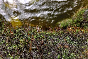 Vesicularia cf. vesicularis Vesicularia moss