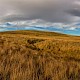 Marshy Grassland (including Rhos Pasture)