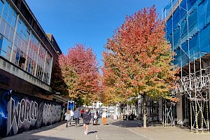 Acer saccharinum Silver Maple