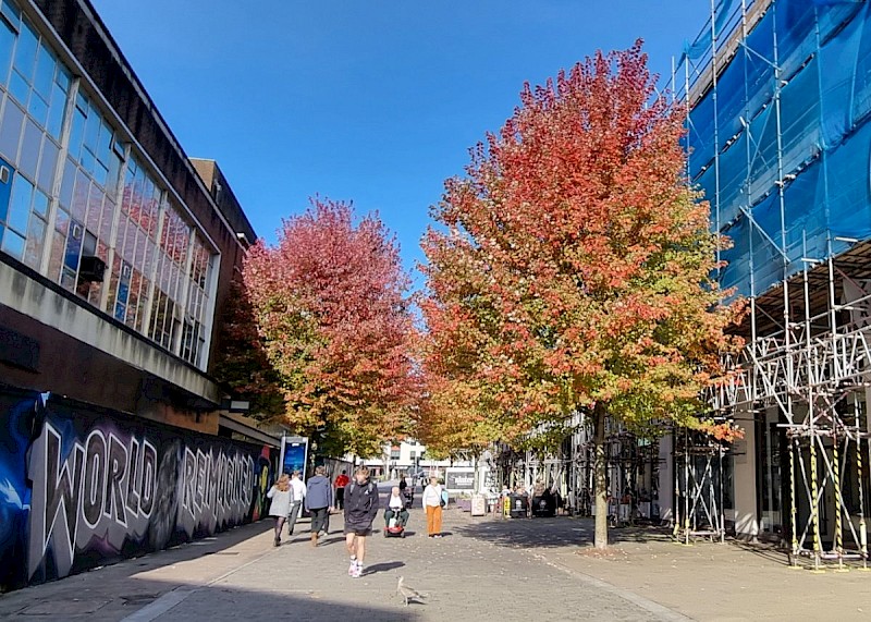 Acer saccharinum - © Barry Stewart