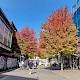 Acer saccharinum