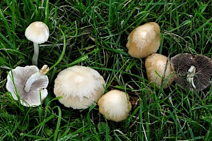 Psathyrella candolleana Pale Brittlestem