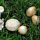 Psathyrella candolleana