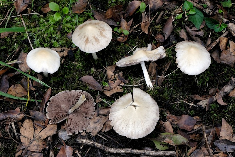 Psathyrella candolleana - © Charles Hipkin