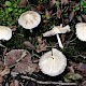 Psathyrella candolleana