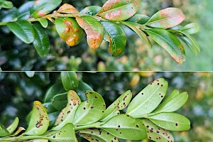 Pucciniaceae