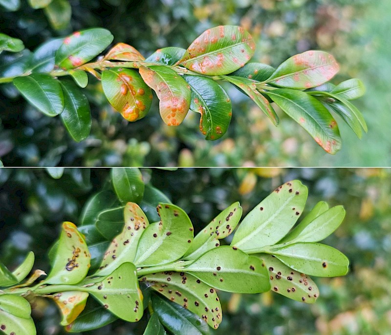 Puccinia buxi - © Barry Stewart