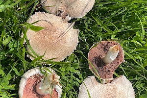 Agaricus campestris 