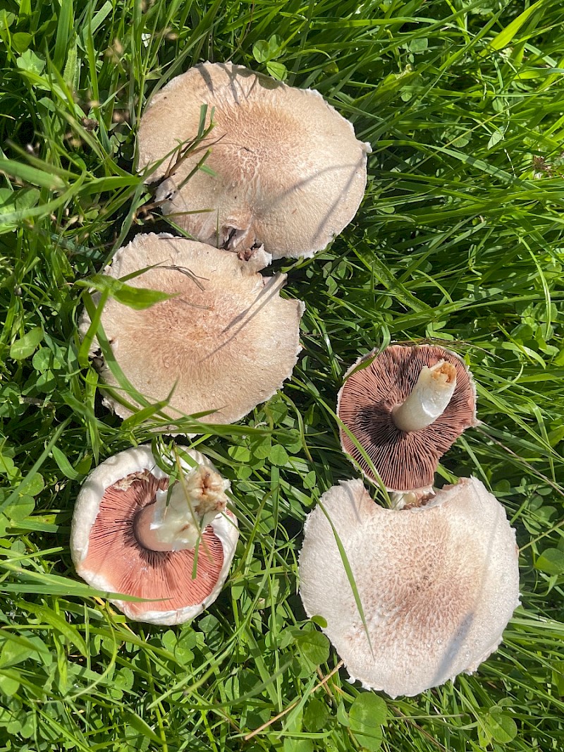 Agaricus campestris - © Charles Hipkin