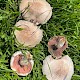 Agaricus campestris