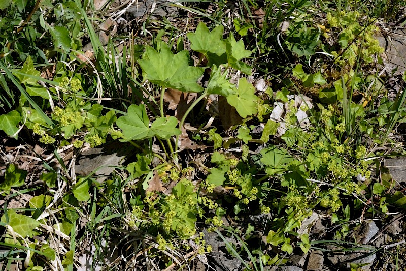 Alchemilla filicaulis subsp. vestita - © Charles Hipkin