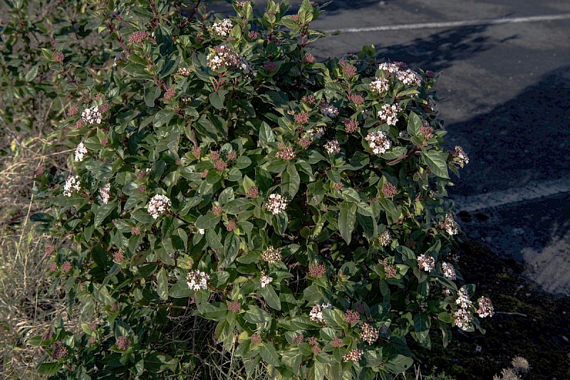 Viburnum tinus - © Charles Hipkin