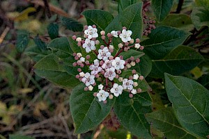 Viburnum tinus Laurustinus